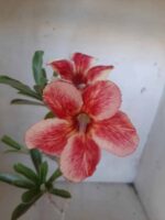 Planta Simples 2121 – 30cm – 01 ano