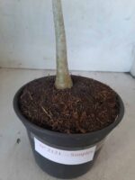 Planta Simples 2121 – 30cm – 01 ano - Imagem 6