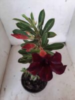 Planta Simples 2134 – 30cm – 01 ano - Imagem 4