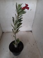 Planta Simples 2134 – 30cm – 01 ano - Imagem 7