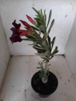 Planta Simples 2134 – 30cm – 01 ano - Imagem 6