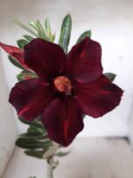 Planta Simples 2134 – 30cm – 01 ano