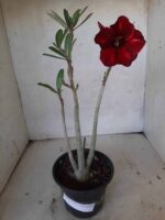 Planta Simples 2140 – 30cm – 02 anos - Imagem 2