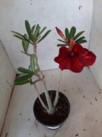 Planta Simples 2140 – 30cm – 02 anos - Imagem 4