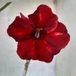 Planta Simples 2140 – 30cm – 02 anos