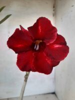 Planta Simples 2140 – 30cm – 02 anos