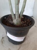 Planta Simples 2140 – 30cm – 02 anos - Imagem 6