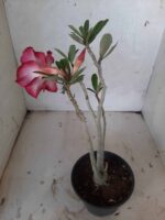 Planta Simples 2140 – 30cm – 02 anos - Imagem 5