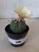 ASTROPHYTUM ASTERIAS "Nudum" Nº 334 – vaso 09 - Imagem 2