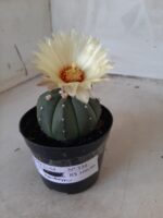 ASTROPHYTUM ASTERIAS "Nudum" Nº 334 – vaso 09