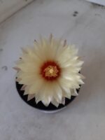 ASTROPHYTUM ASTERIAS "Nudum" Nº 334 – vaso 09 - Imagem 3