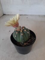ASTROPHYTUM ASTERIAS "Nudum" Nº 334 – vaso 09 - Imagem 9