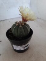 ASTROPHYTUM ASTERIAS "Nudum" Nº 334 – vaso 09 - Imagem 8