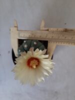 ASTROPHYTUM ASTERIAS "Nudum" Nº 334 – vaso 09 - Imagem 5