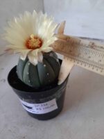 ASTROPHYTUM ASTERIAS "Nudum" Nº 334 – vaso 09 - Imagem 7