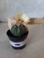 ASTROPHYTUM ASTERIAS "Nudum" Nº 334 – vaso 09 - Imagem 4