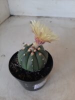 ASTROPHYTUM ASTERIAS "Nudum" Nº 334 – vaso 09 - Imagem 6