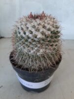 CACTOS Mammillaria Nº 77 – vaso 11 - Imagem 2