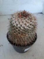 CACTOS Mammillaria Nº 77 – vaso 11 - Imagem 7