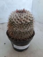 CACTOS Mammillaria Nº 77 – vaso 11 - Imagem 11