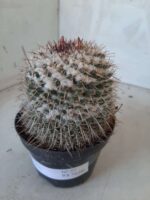 CACTOS Mammillaria Nº 77 – vaso 11 - Imagem 10