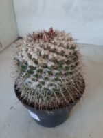 CACTOS Mammillaria Nº 77 – vaso 11 - Imagem 9