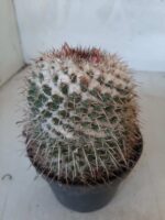 CACTOS Mammillaria Nº 77 – vaso 11 - Imagem 8