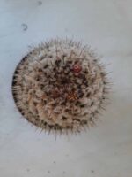 CACTOS Mammillaria Nº 77 – vaso 11 - Imagem 3