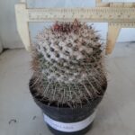 CACTOS Mammillaria Nº 77 – vaso 11