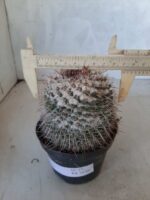 CACTOS Mammillaria Nº 77 – vaso 11 - Imagem 6