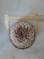 CACTOS Mammillaria Nº 77 – vaso 11 - Imagem 5