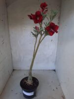 ENXERTO 11460 - 30cm (cor LM 390) - Imagem 7