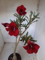 ENXERTO 11460 - 30cm (cor LM 390) - Imagem 4