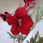 ENXERTO 11460 - 30cm (cor LM 390)