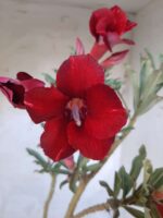 ENXERTO 11460 - 30cm (cor LM 390)