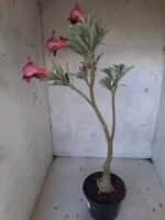 ENXERTO 11460 - 30cm (cor LM 390) - Imagem 6