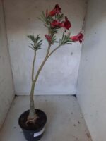 ENXERTO 11460 - 30cm (cor LM 390) - Imagem 2