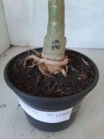 ENXERTO 11460 - 30cm (cor LM 390) - Imagem 5