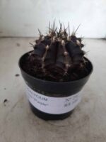Gymnocalycium Mihanovichii “Purple” Nº 292 – vaso 09 - Imagem 2