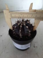 Gymnocalycium Mihanovichii “Purple” Nº 292 – vaso 09 - Imagem 6