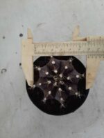 Gymnocalycium Mihanovichii “Purple” Nº 292 – vaso 09 - Imagem 5