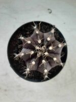 Gymnocalycium Mihanovichii “Purple” Nº 292 – vaso 09 - Imagem 3