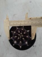 Gymnocalycium Mihanovichii “Purple” Nº 292 – vaso 09 - Imagem 9