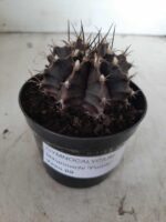 Gymnocalycium Mihanovichii “Purple” Nº 292 – vaso 09 - Imagem 13
