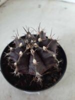 Gymnocalycium Mihanovichii “Purple” Nº 292 – vaso 09 - Imagem 12