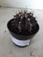 Gymnocalycium Mihanovichii “Purple” Nº 292 – vaso 09 - Imagem 11