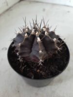 Gymnocalycium Mihanovichii “Purple” Nº 292 – vaso 09 - Imagem 10