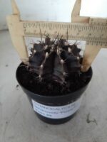 Gymnocalycium Mihanovichii “Purple” Nº 292 – vaso 09