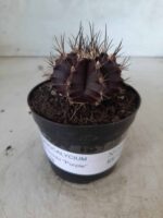 Gymnocalycium Mihanovichii “Purple” Nº 341 – vaso 09 - Imagem 2