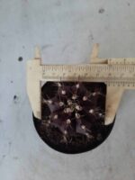 Gymnocalycium Mihanovichii “Purple” Nº 341 – vaso 09 - Imagem 5